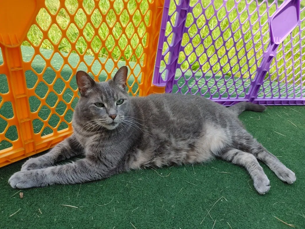 Lost cat in Indianapolis, IN, 46229