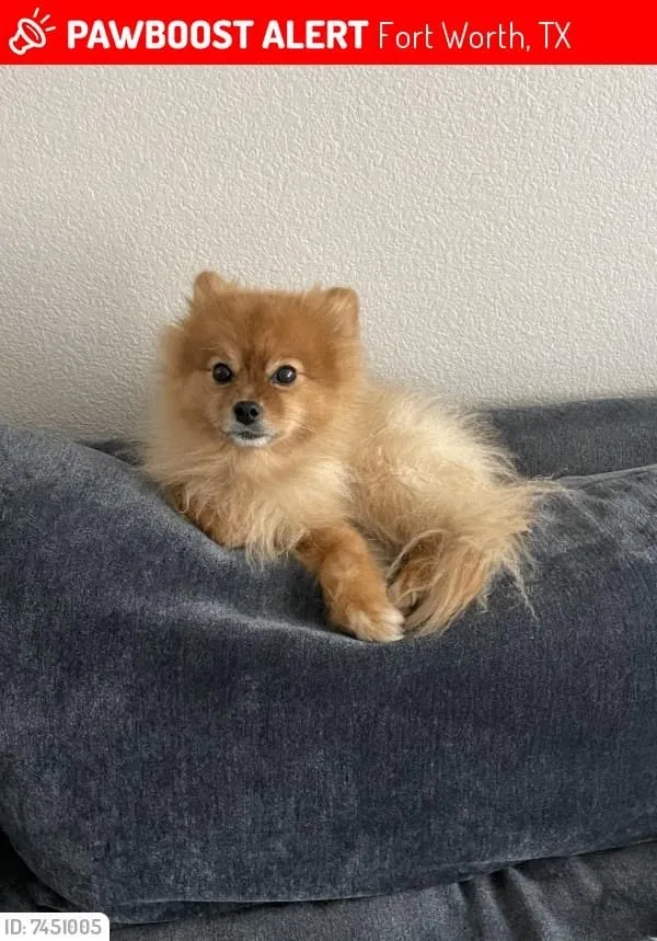 Lost dog in Fort Worth, TX, 76177