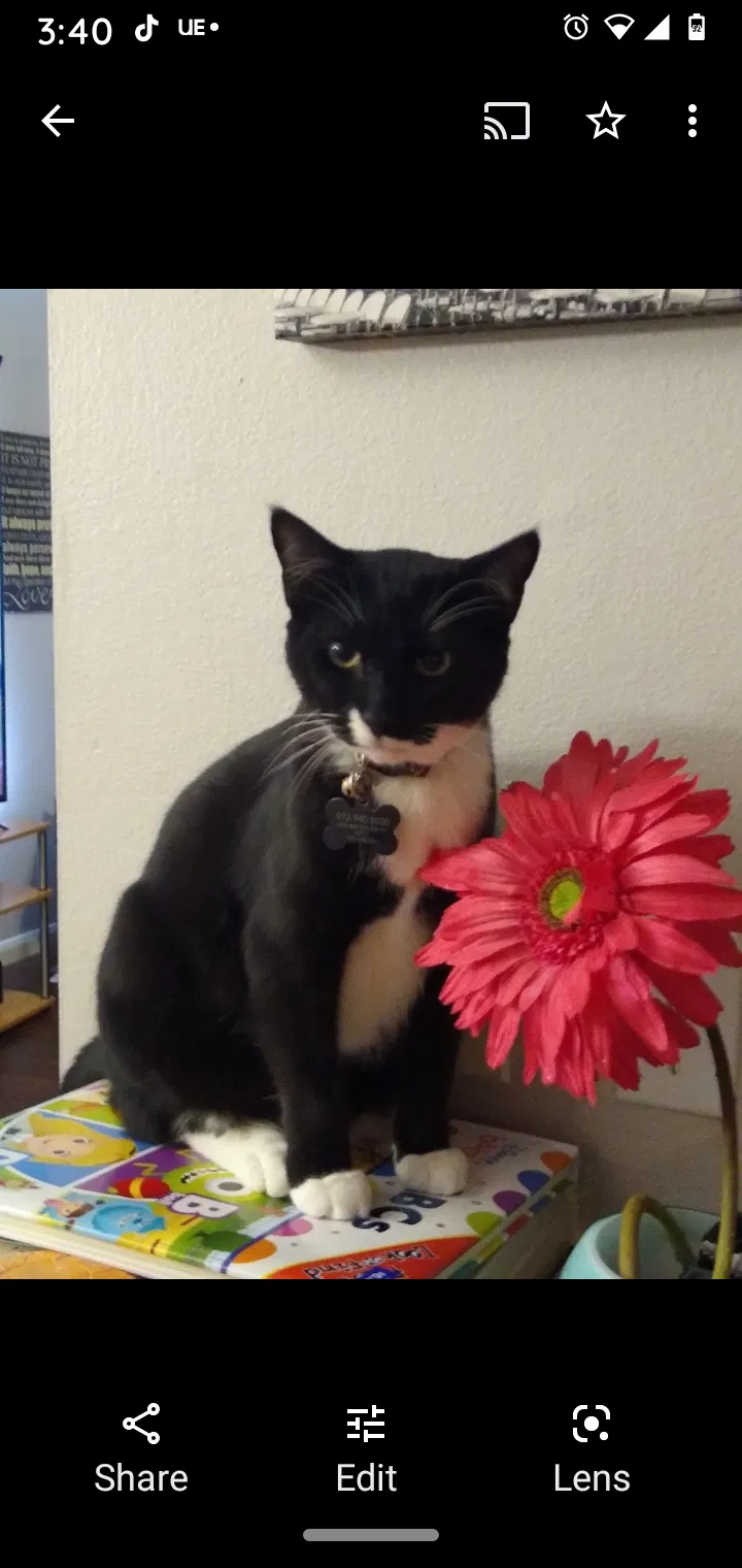 Lost cat in Sachse, TX, 75048