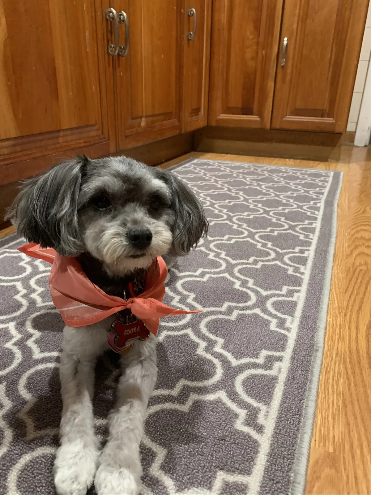 Lost dog in Chicago, IL, 60617