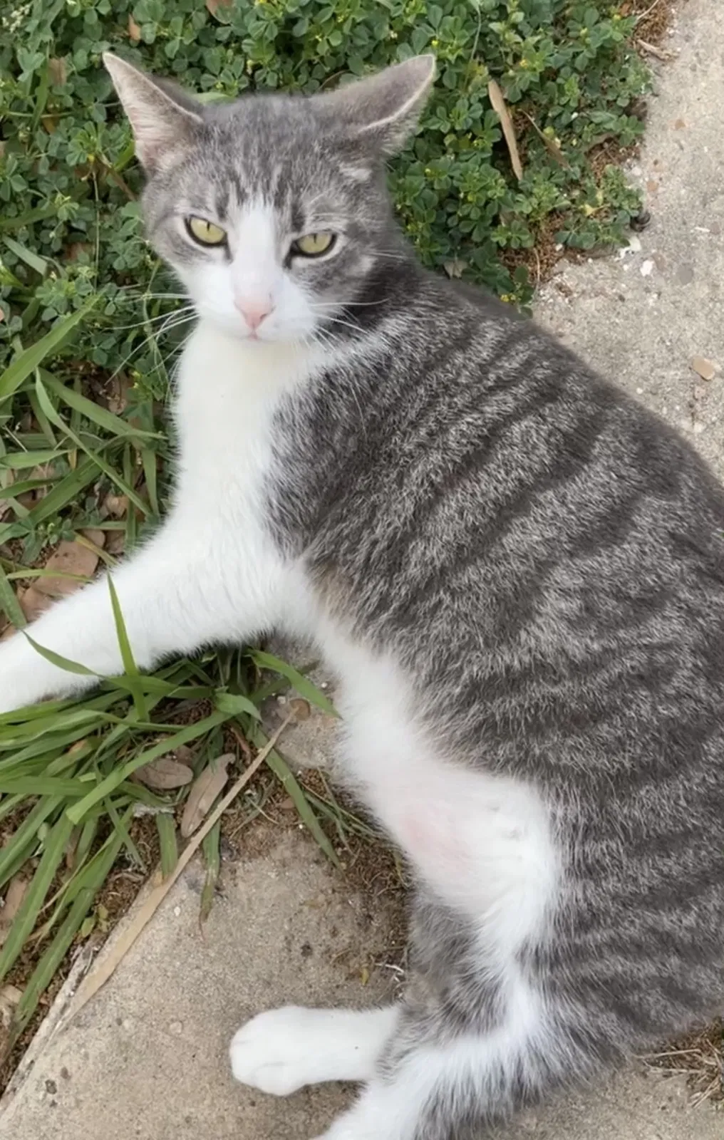 Lost cat in Spring, TX, 77373