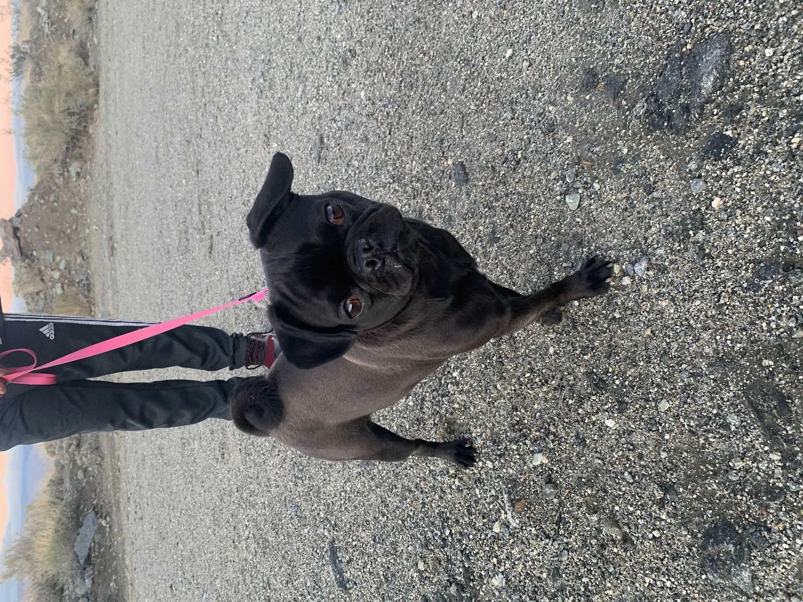 Lost dog in Cathedral City, CA, 92234
