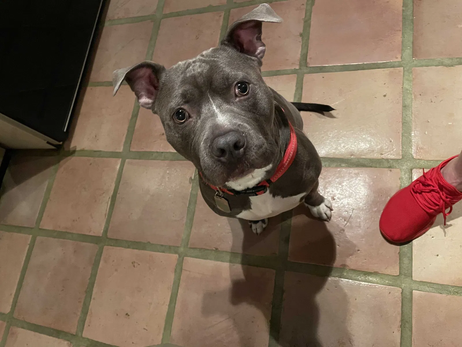 Lost dog in Houston, TX, 77080