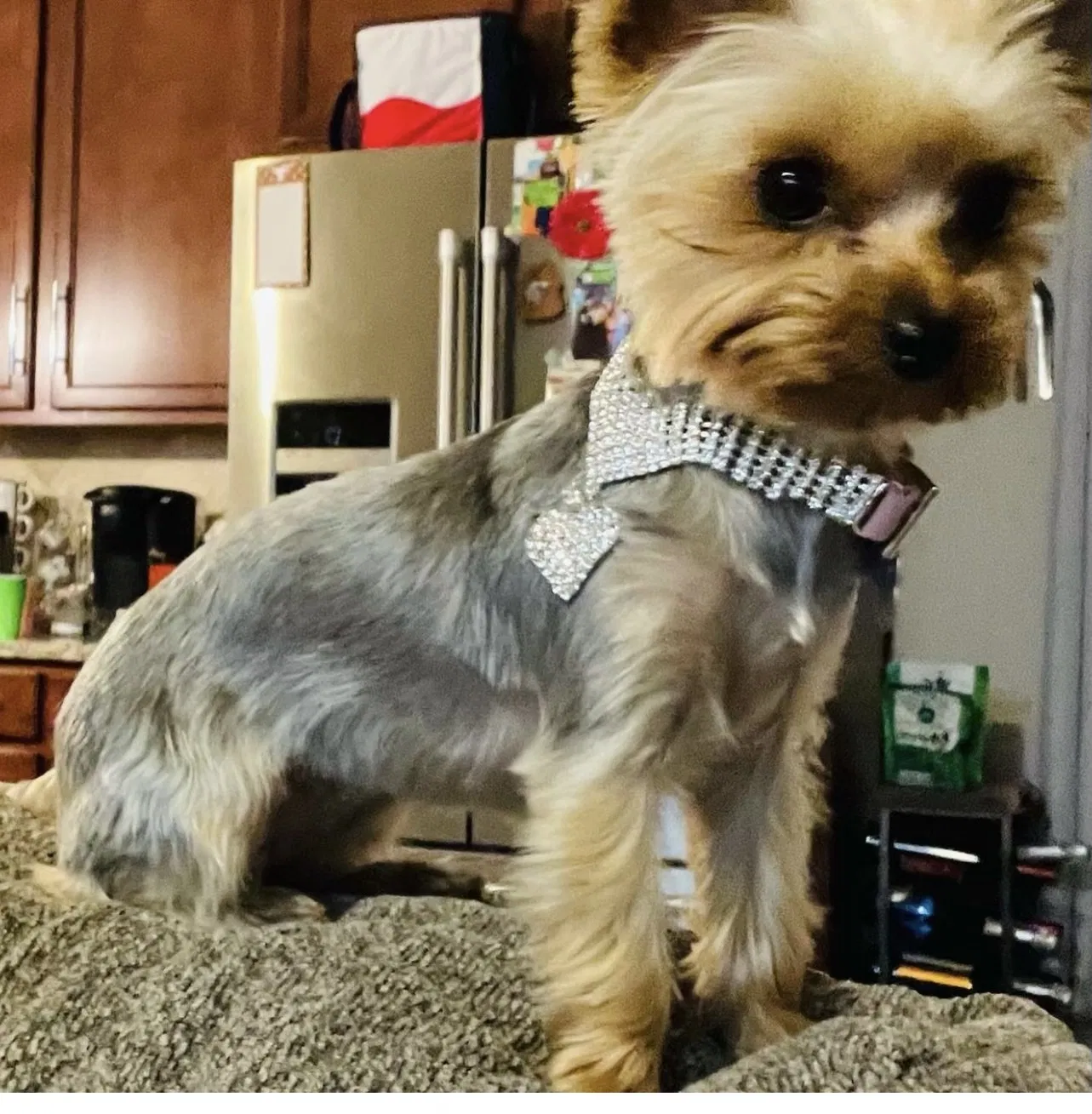 Lost dog in San Antonio, TX, 78245