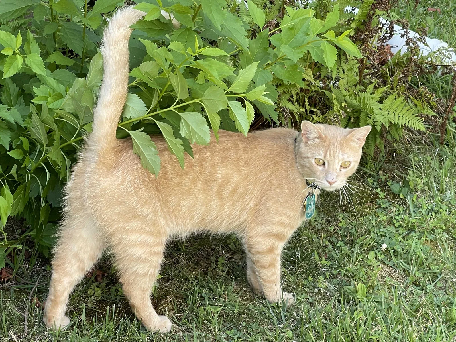 Lost cat in Silver Spring, MD, 20902