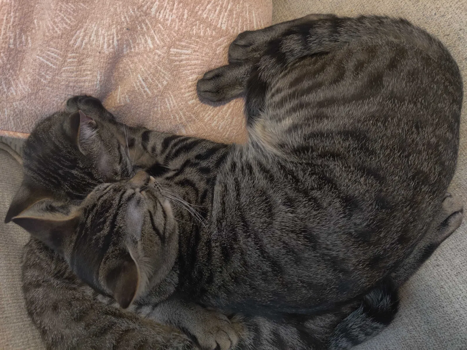 Lost cat in Rock Hill, SC, 29732