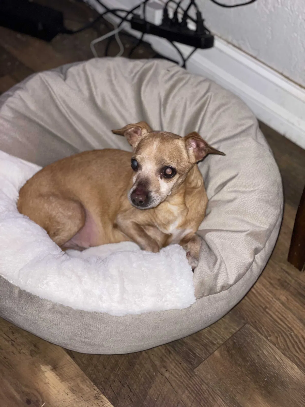 Lost dog in Saint Petersburg, FL, 33710