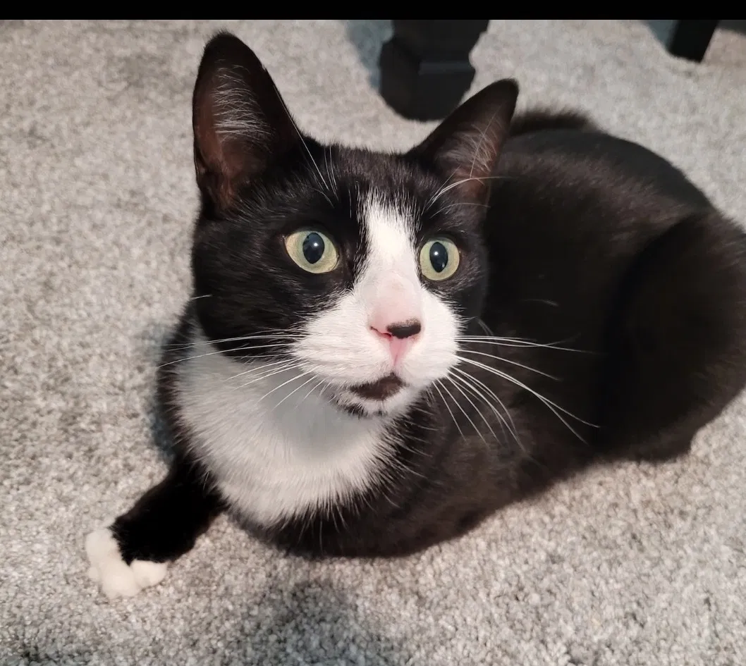 Lost cat in Vancouver, WA, 98662