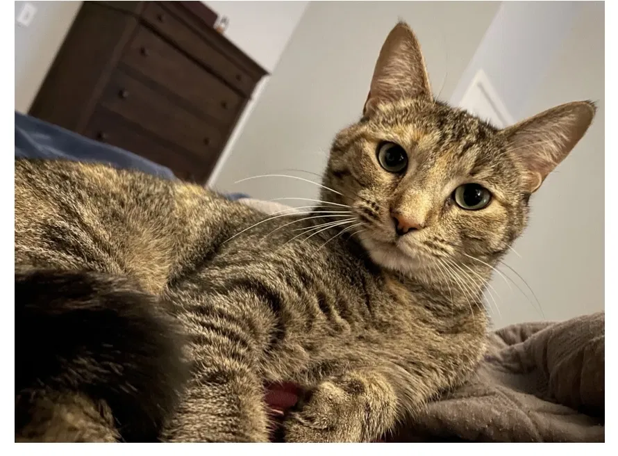 Lost cat in Worcester, MA, 1604