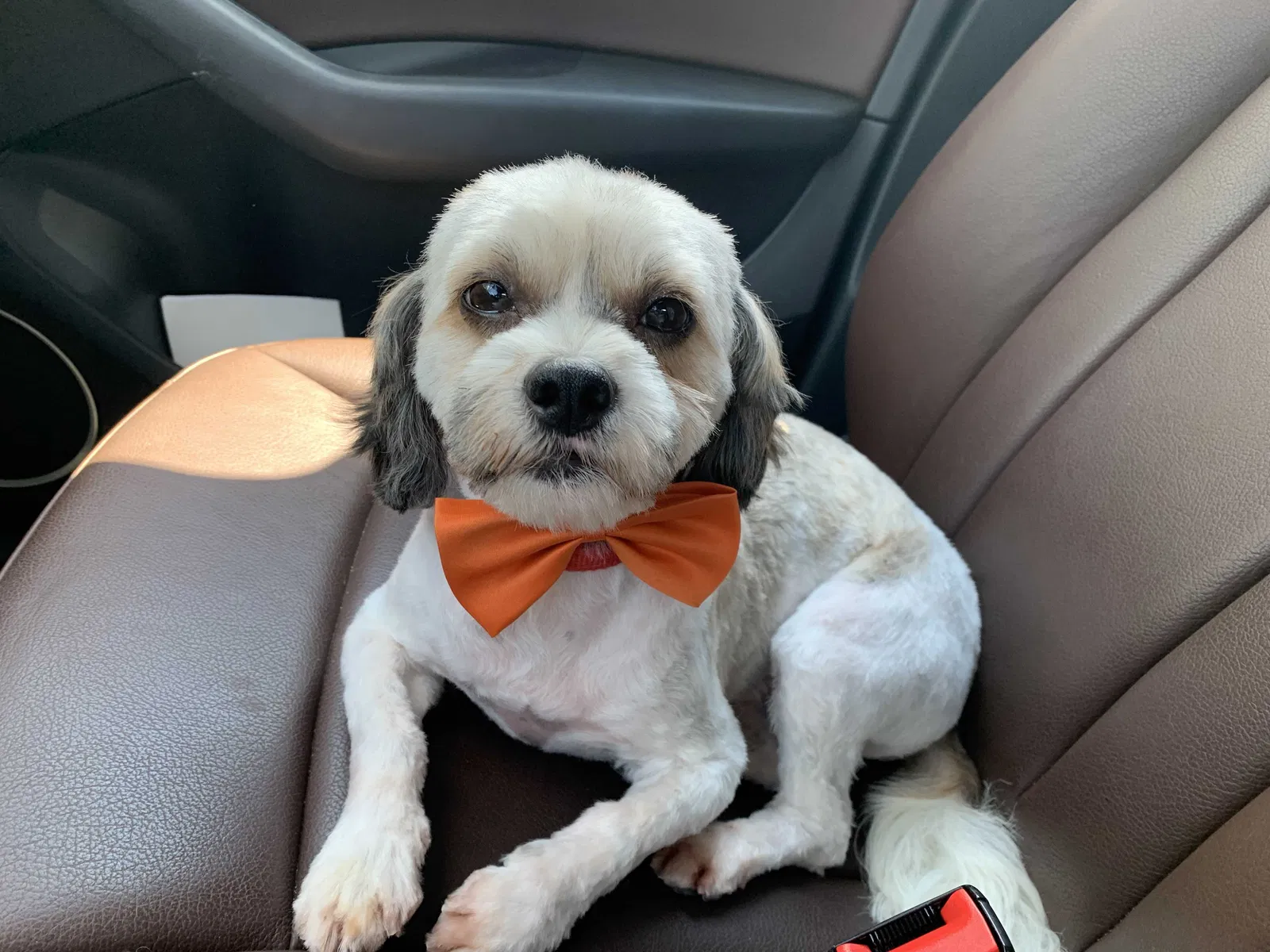 Lost dog in San Antonio, TX, 78232