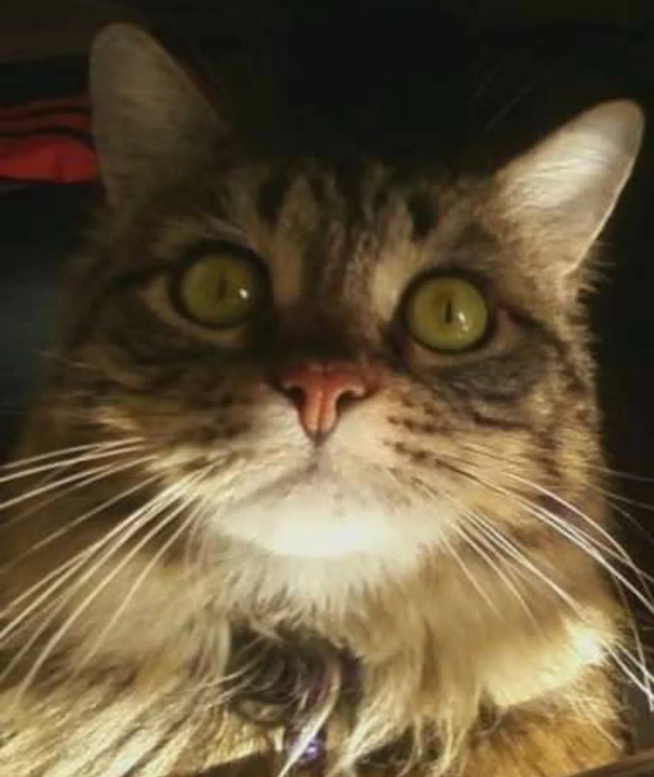 Lost cat in Vancouver, WA, 98682