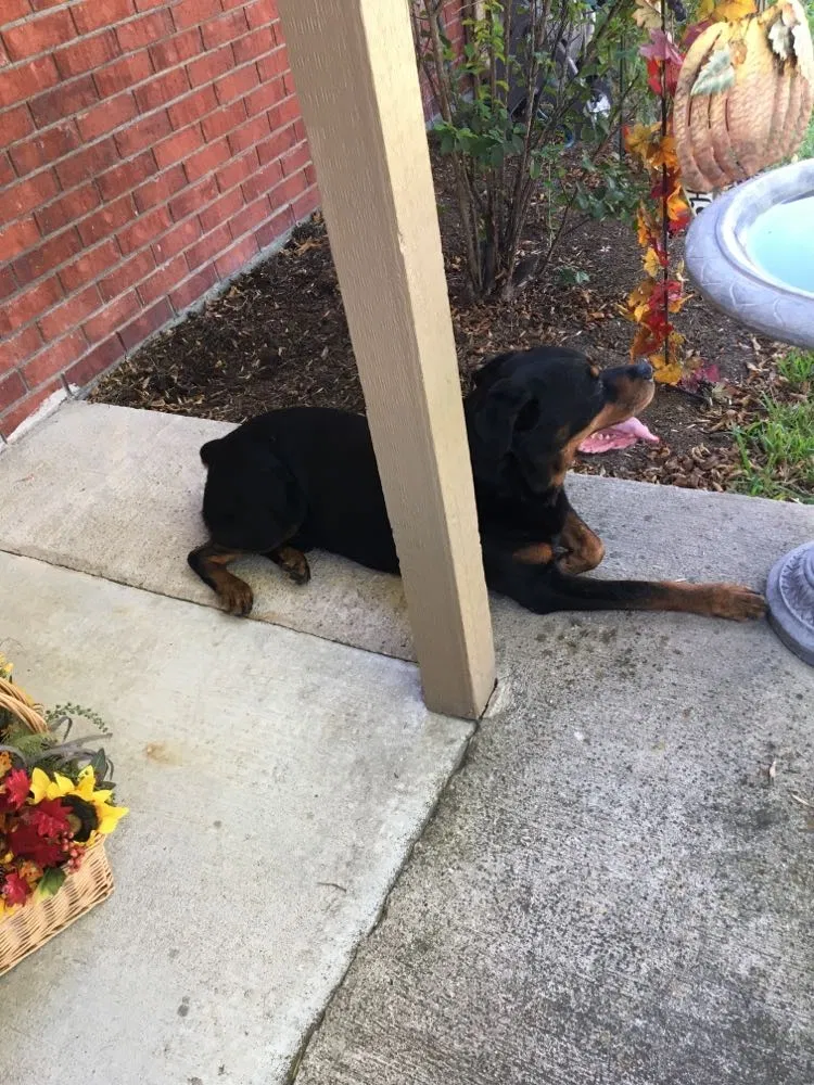 Lost dog in Killeen, TX, 76542