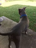 Lost dog in Killeen, TX, 76542