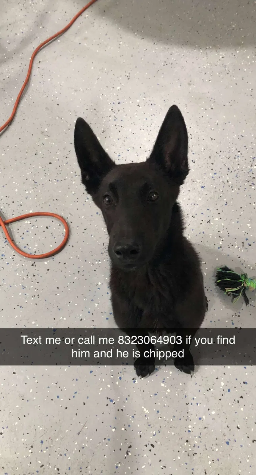 Lost dog in Houston, TX, 77015