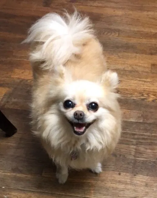 Lost dog in Los Angeles, CA, 90065