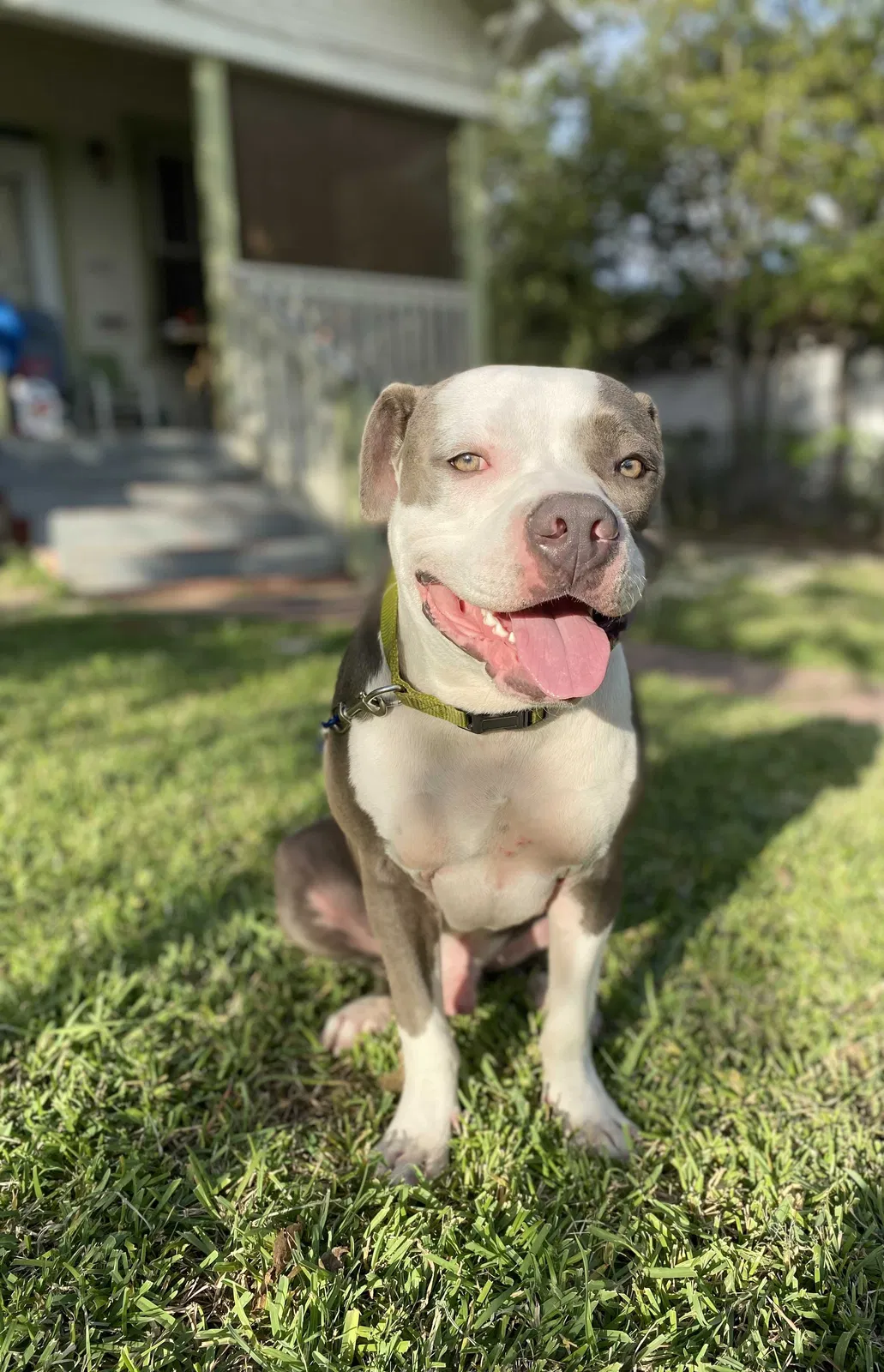 Lost dog in San Antonio, TX, 78202
