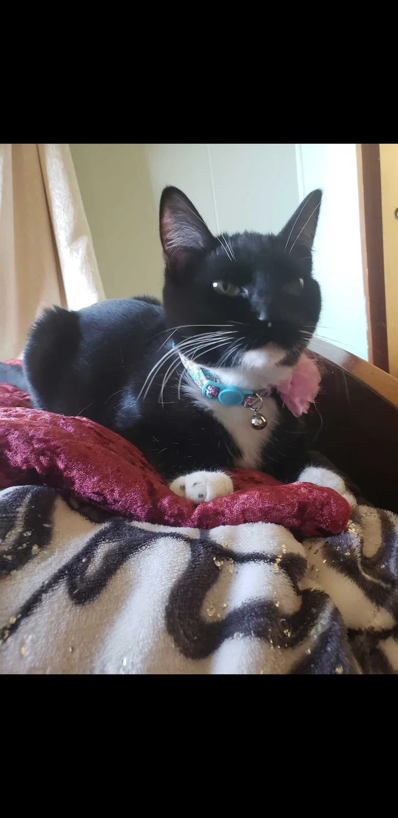 Lost cat in Marysville, WA, 98270