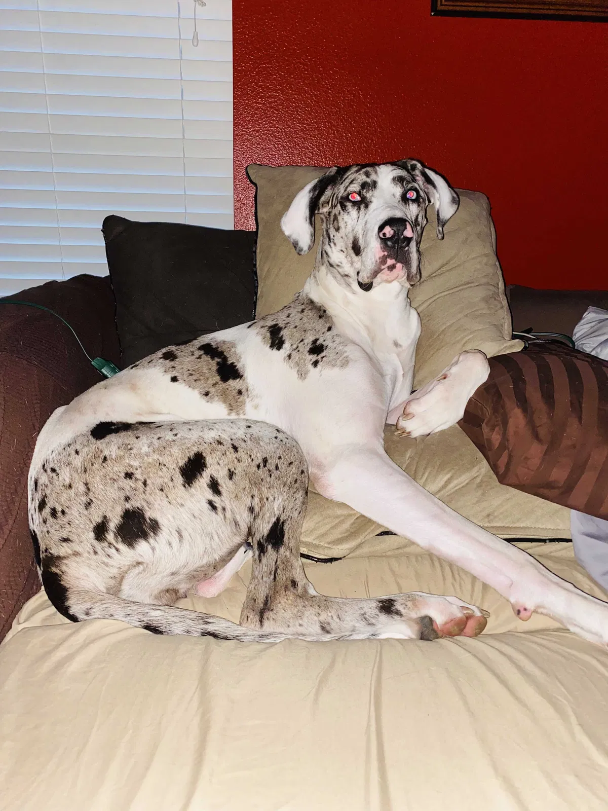 Lost dog in Pearland, TX, 77581