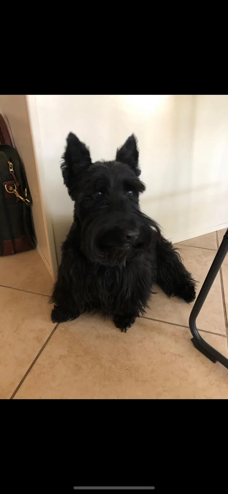 Lost dog in Phoenix, AZ, 85032