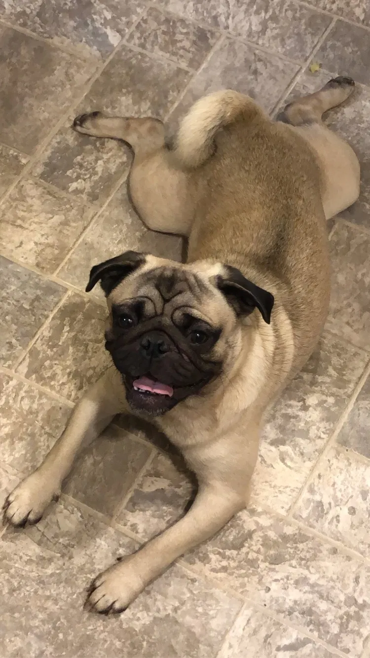 Lost dog in Tomball, TX, 77375
