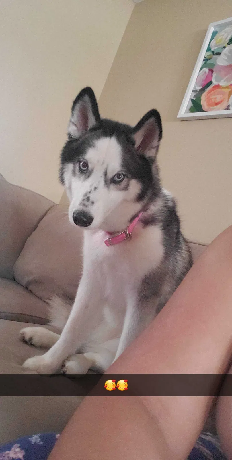 Lost dog in Stroudsburg, PA, 18360