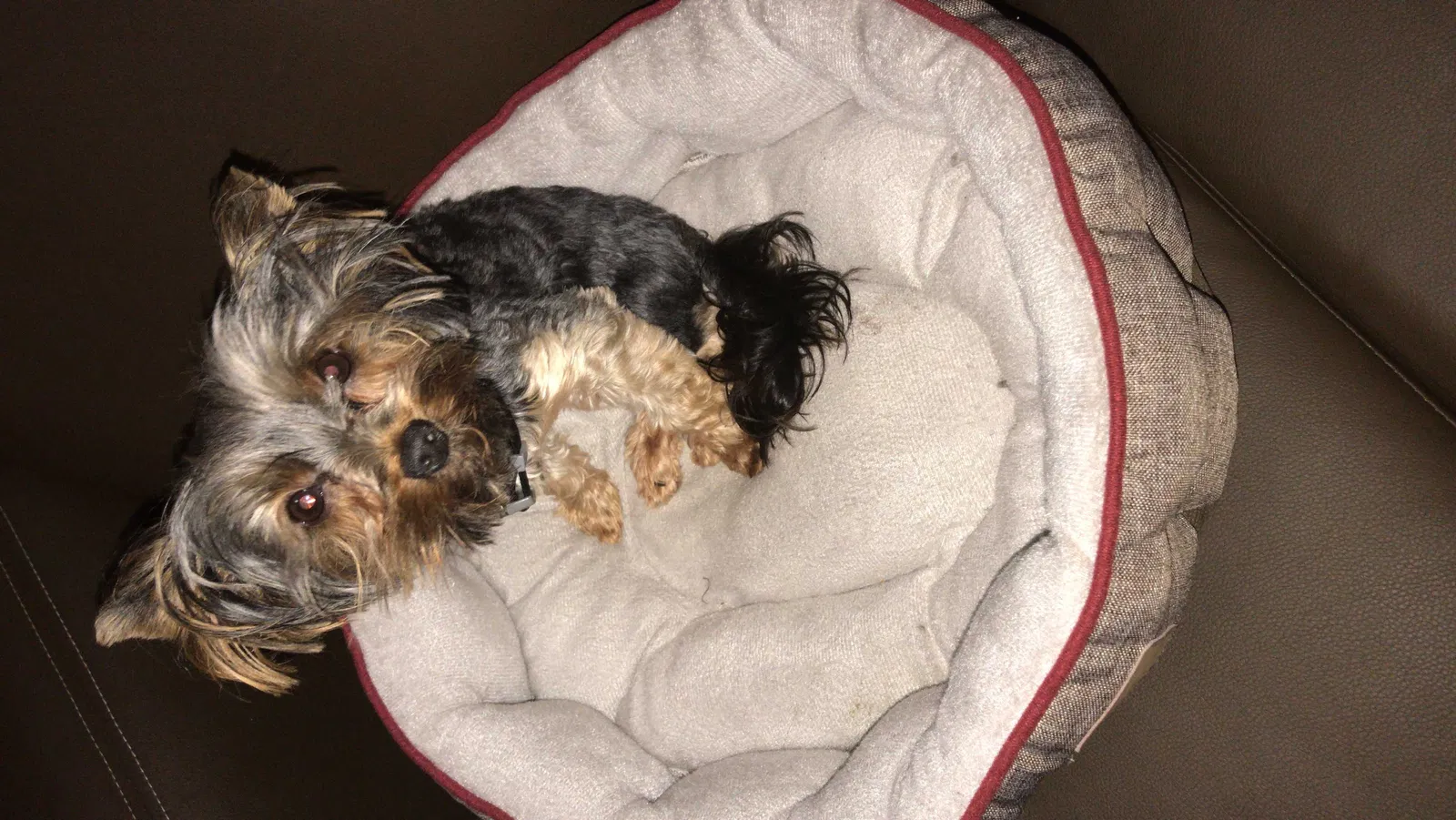 Lost dog in Houston, TX, 77095