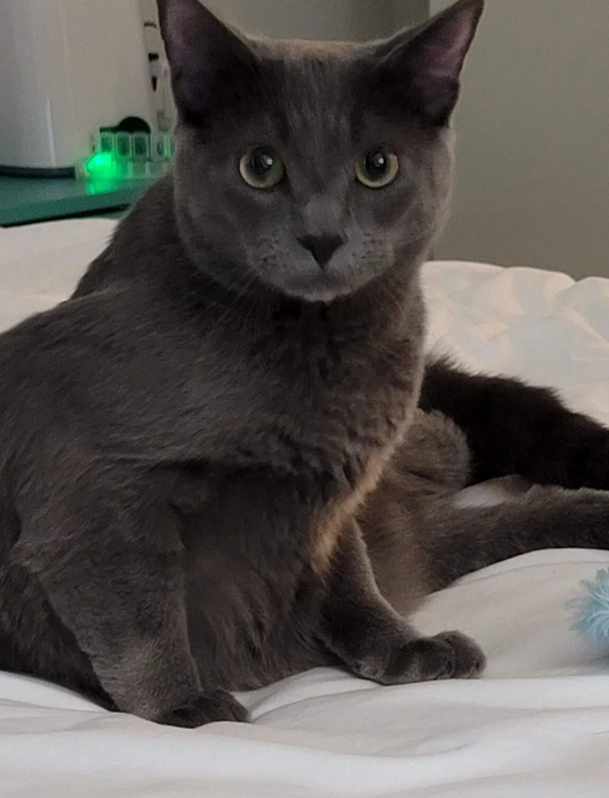 Lost cat in Irvine, CA, 92606