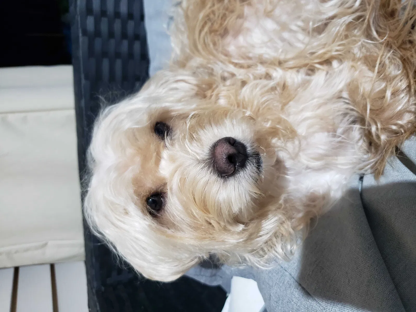 Lost dog in Hatboro, PA, 19040