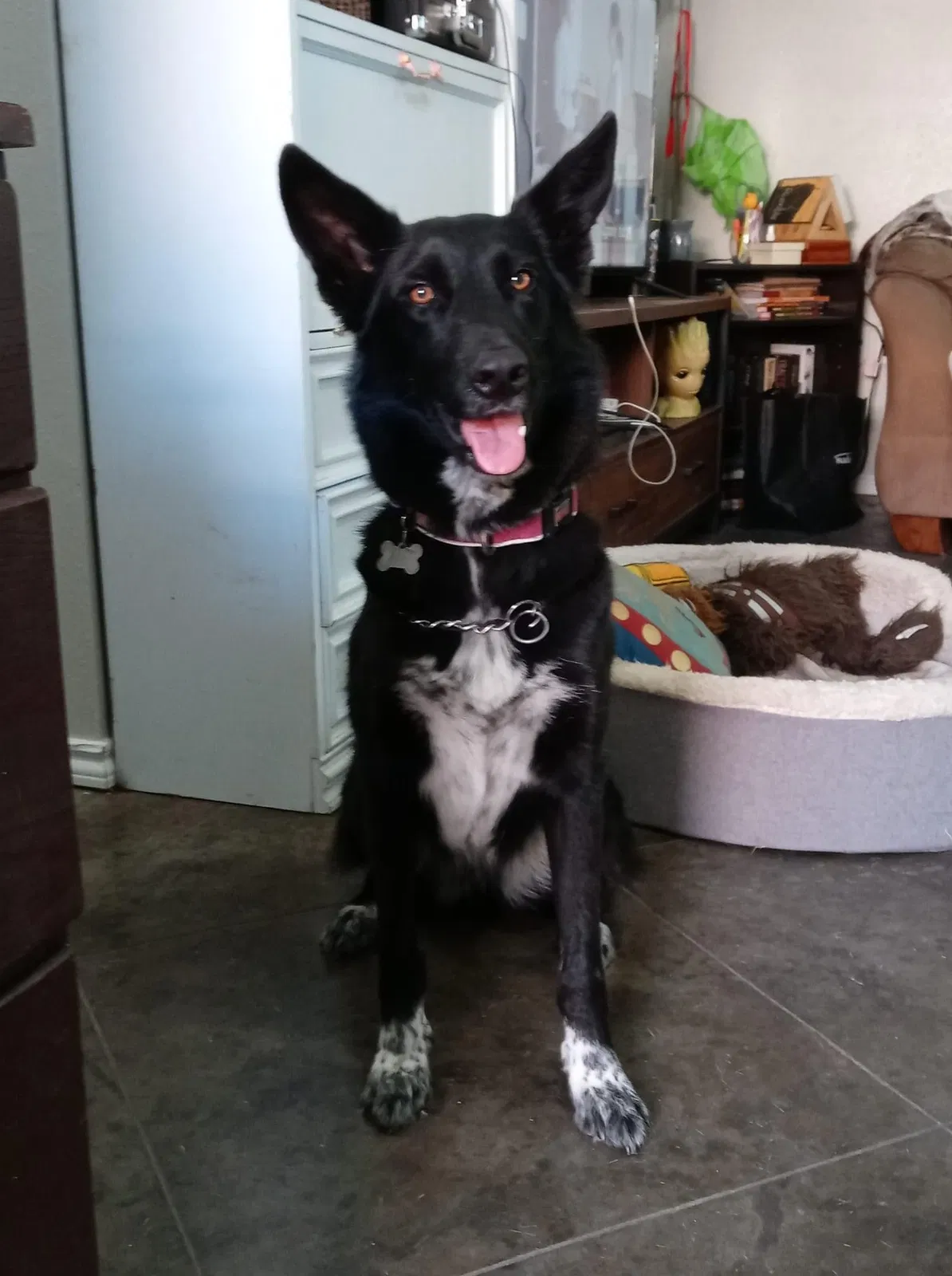 Lost dog in Lubbock, TX, 79423