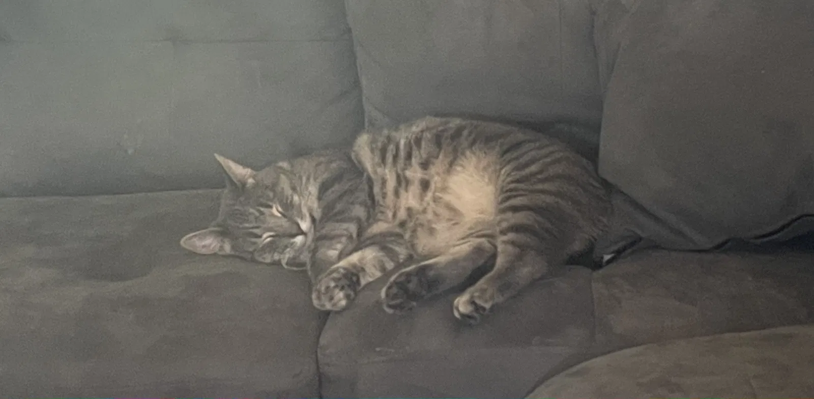 Lost cat in Milltown, NJ, 8850