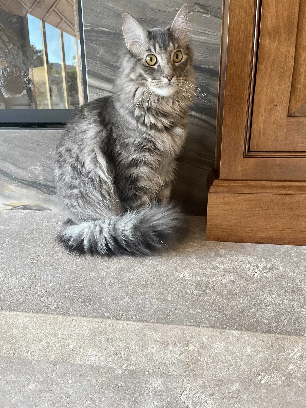 Lost cat in San Francisco, CA, 94109