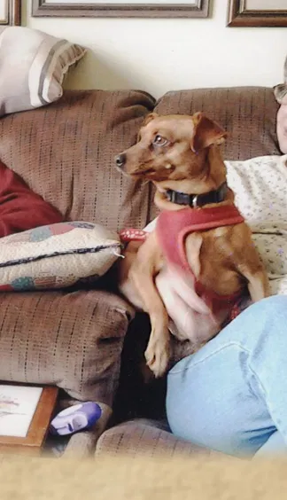 Lost dog in Columbia, TN, 38401