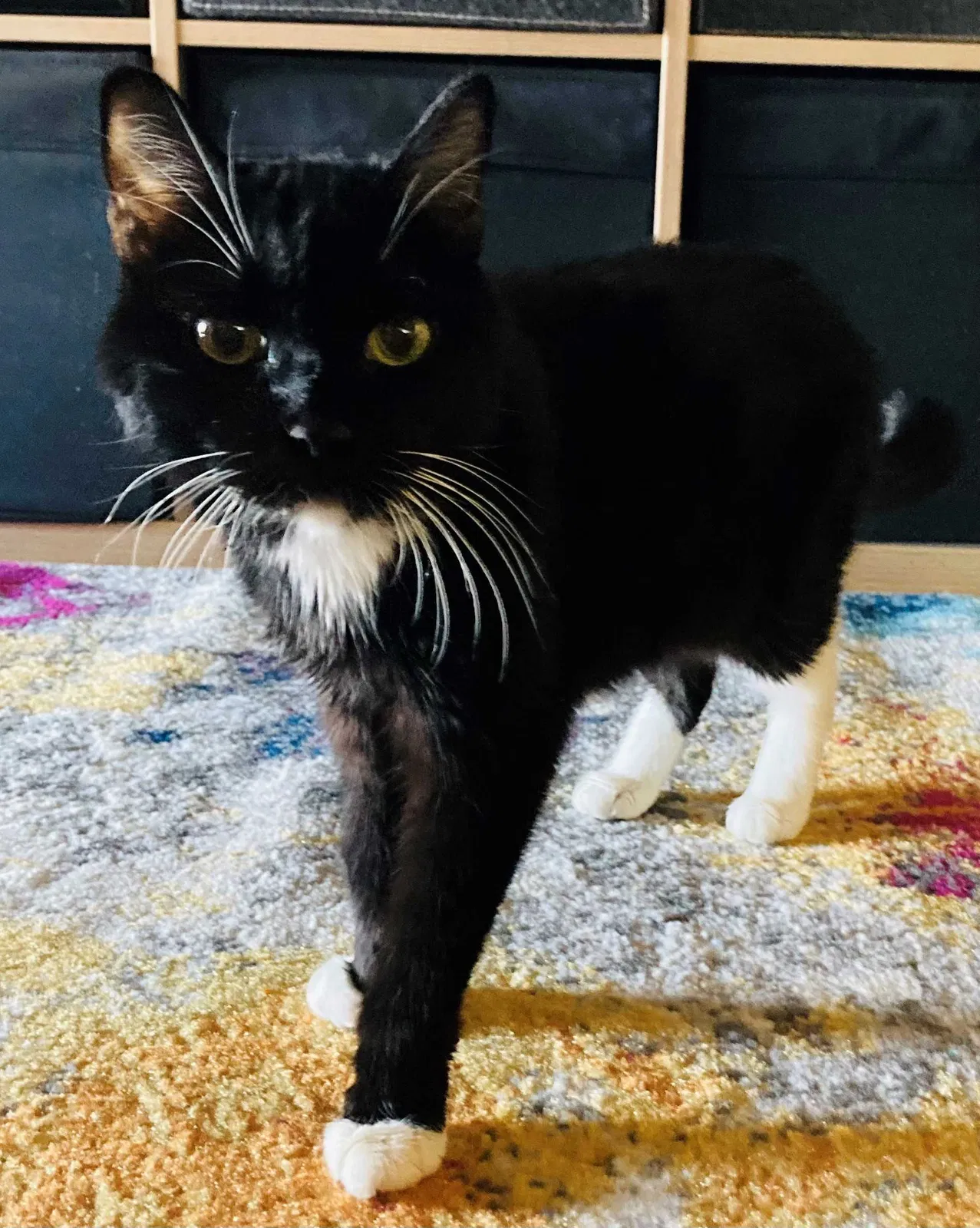Lost cat in Phoenix, AZ, 85027