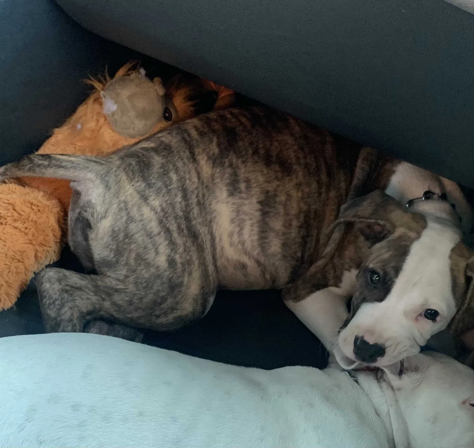 Lost dog in Chattanooga, TN, 37419