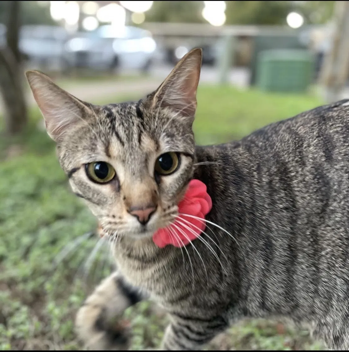 Lost cat in Austin, TX, 78745