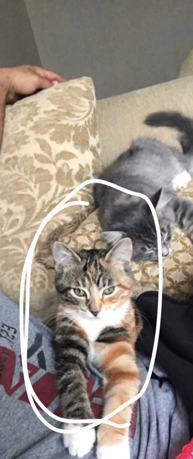Lost cat in North Olmsted, OH, 44070