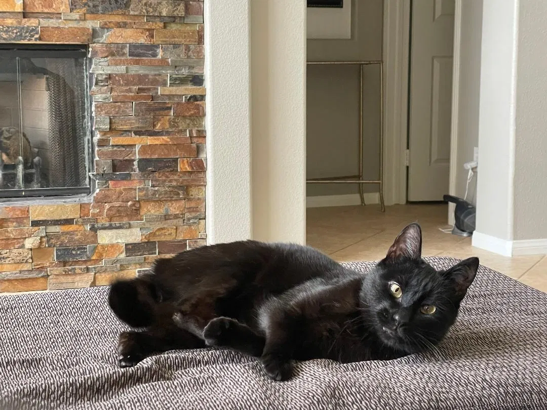 Lost cat in San Marcos, CA, 92078