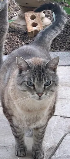 Lost cat in Bartlett, IL, 60103