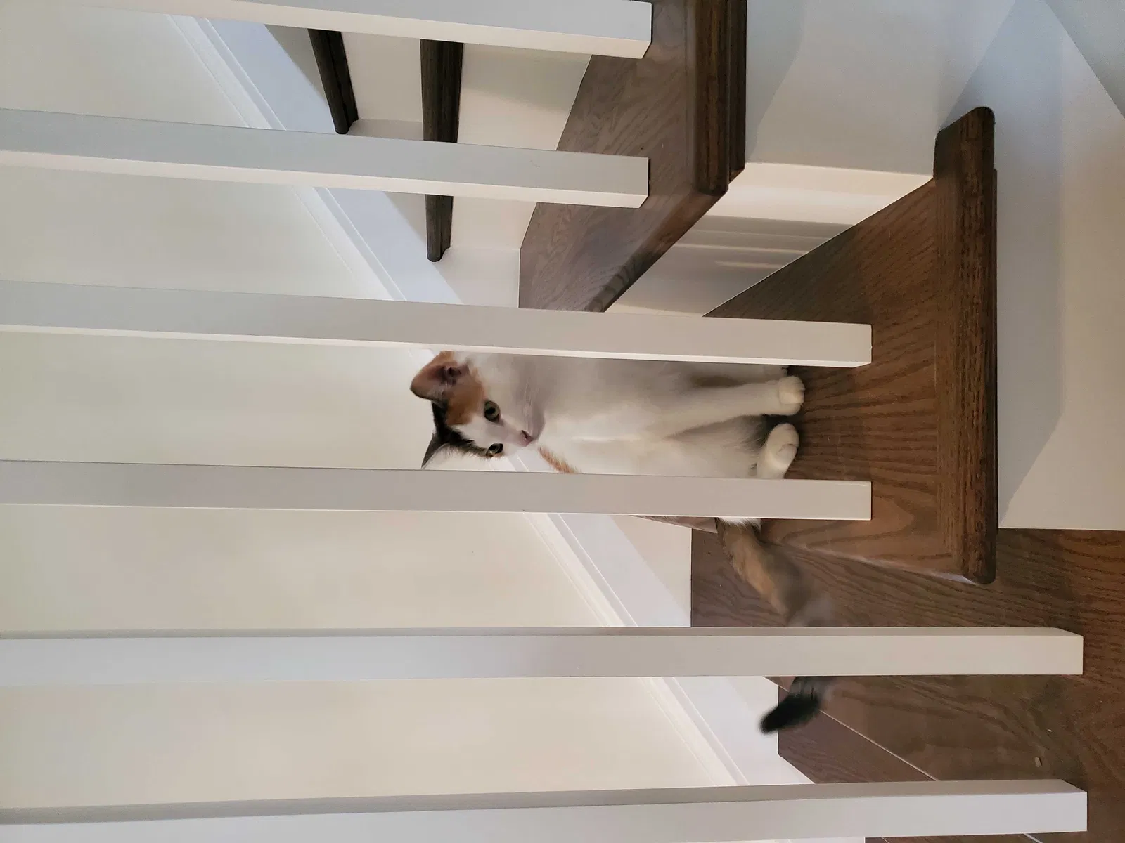 Lost cat in Detroit, MI, 48206