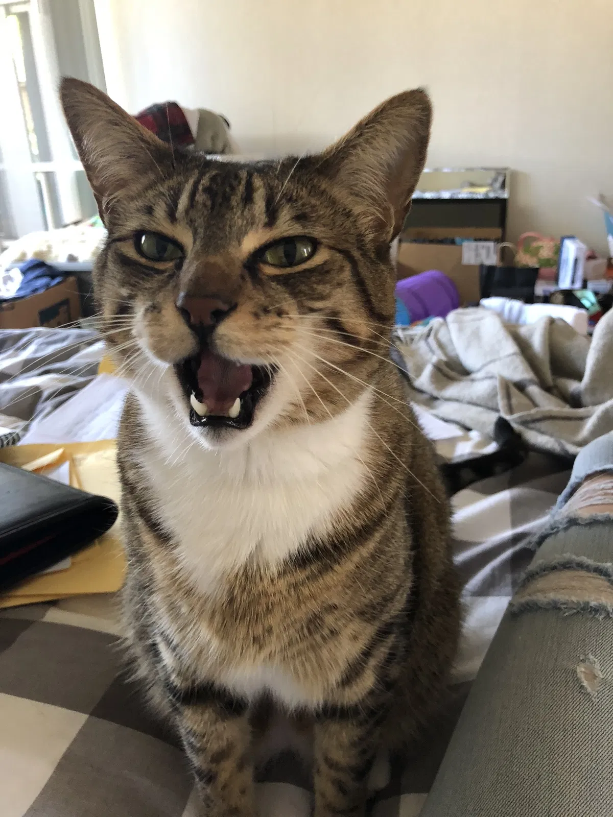 Lost cat in Hillsboro, OR, 97124