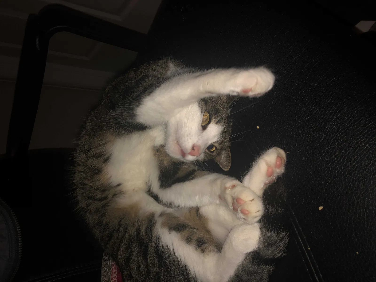 Lost cat in Colorado Springs, CO, 80904