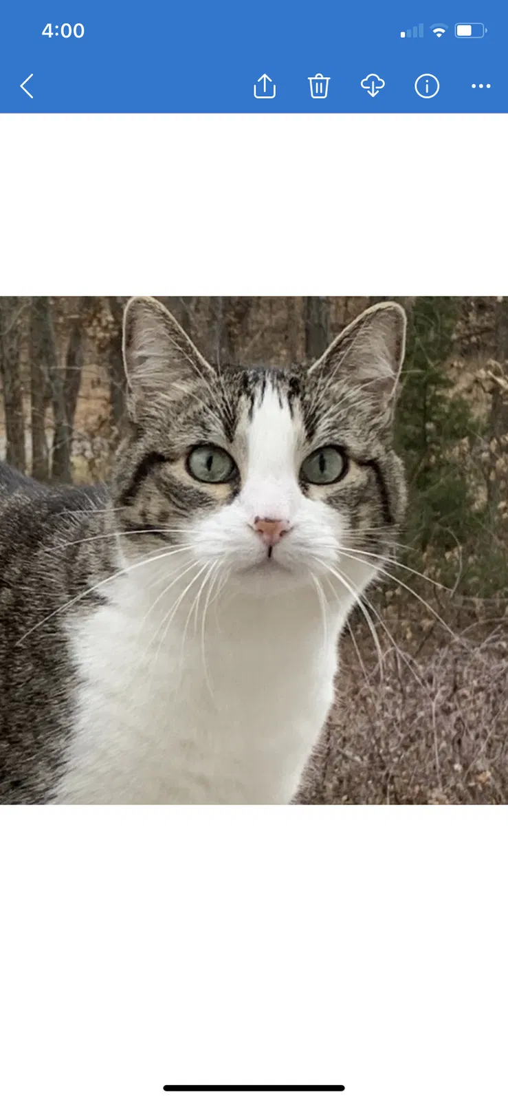 Lost cat in Arvada, CO, 80004