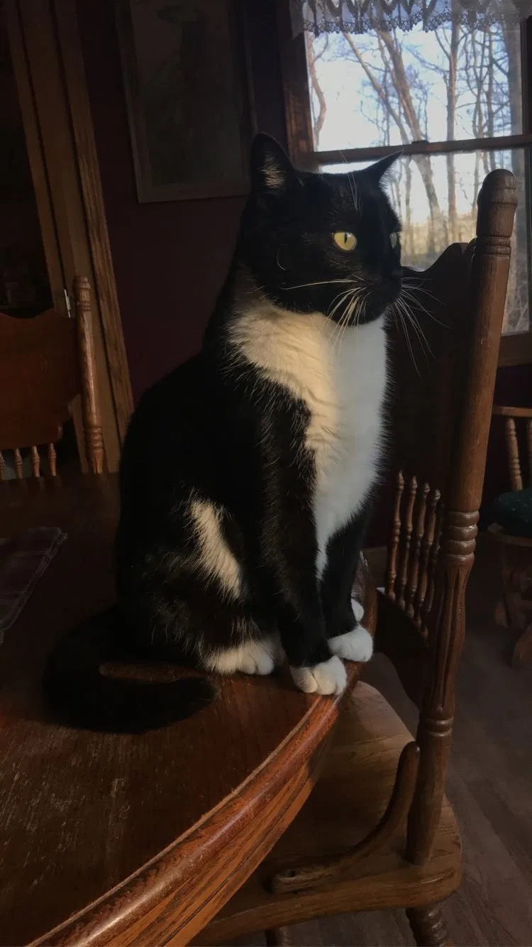 Lost cat in Wooster, OH, 44691