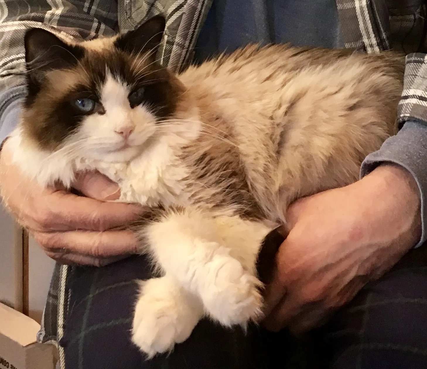 Lost cat in Seattle, WA, 98103