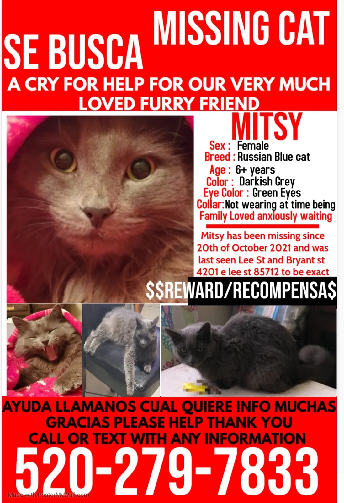 Lost cat in Tucson, AZ, 85712