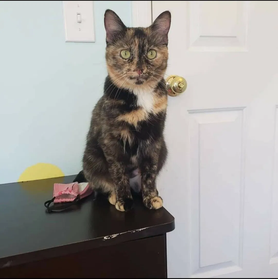 Lost cat in Miamisburg, OH, 45342