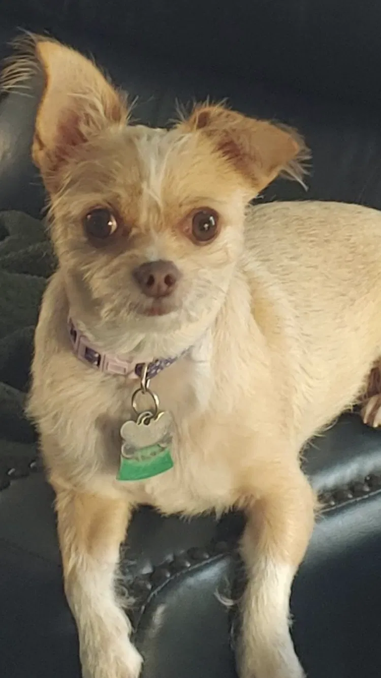 Lost dog in Spring, TX, 77373