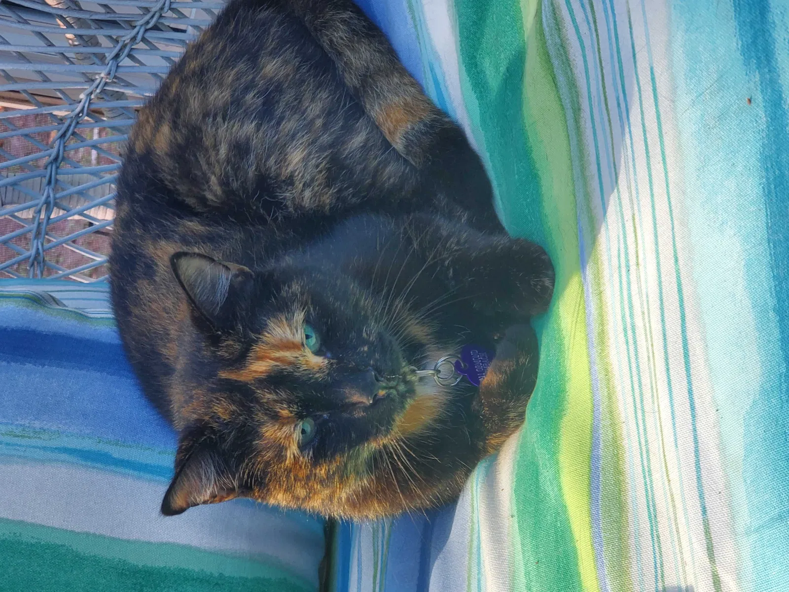 Lost cat in Saint Petersburg, FL, 33713