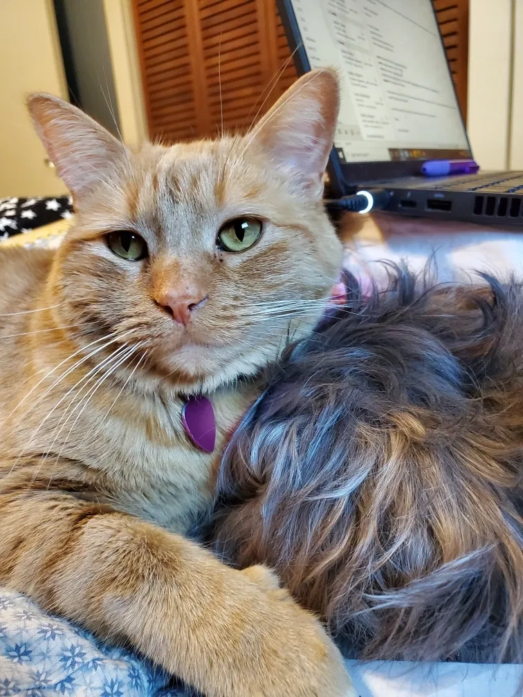 Lost cat in Lawrence, KS, 66046