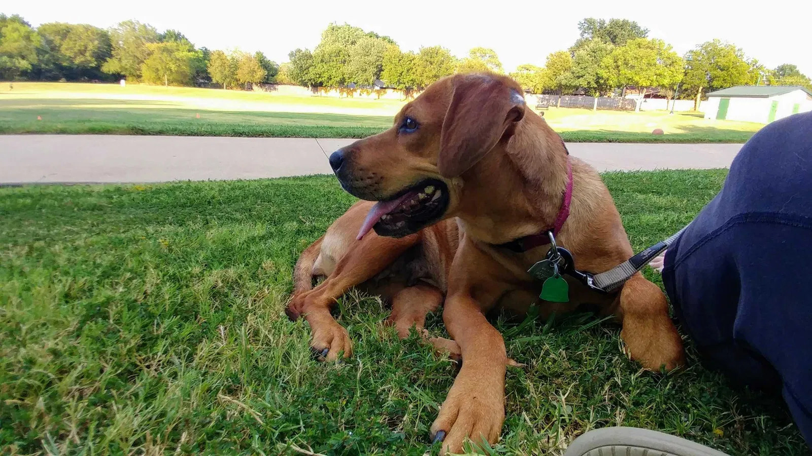 Lost dog in Arlington, TX, 76013